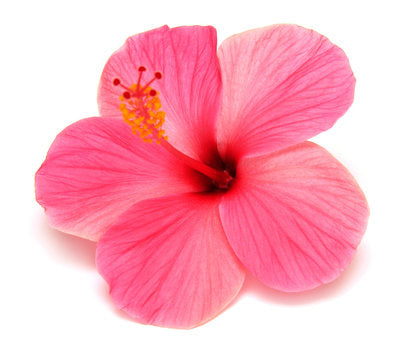 Szirup - Hibiszkusz (2 literes kiszerelés)